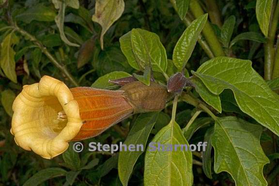 brugmansia vulcanicola 2 graphie